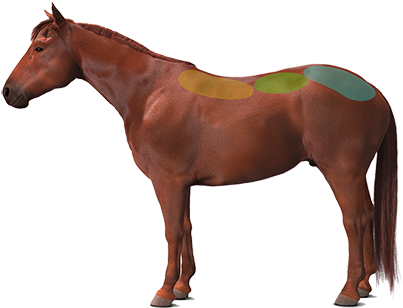 Horse - Kon Kary Jaki To Kolor (481x337)