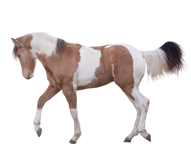 Painted Horse Paint Horse Precut By Emilygita On Deviantart - Horse (678x532)