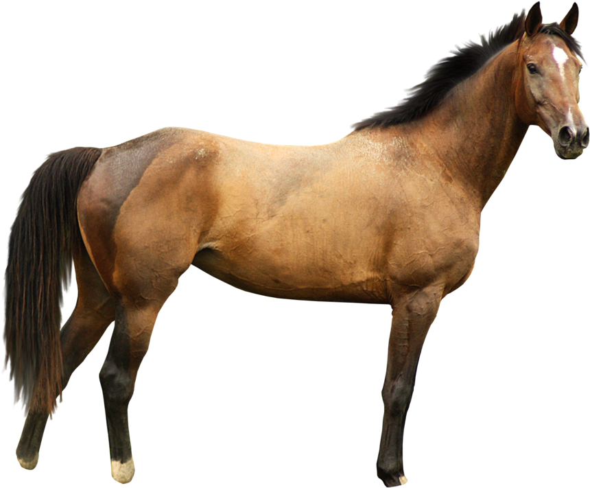 Horse With White Background (985x811)
