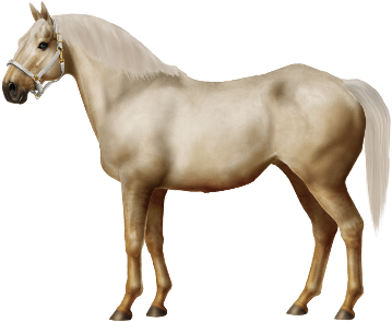 Active Horses - Horse (450x300)