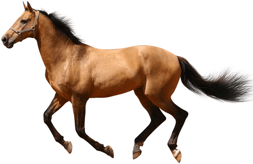 Running Horse No Background Image - Horse Running Transparent Background (927x656)
