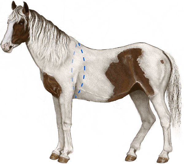 How Do I Measure My Horse - Horse (600x535)