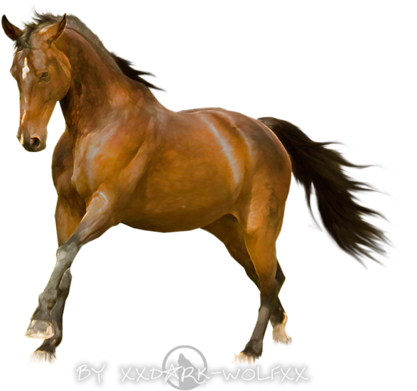 Horse Stock Finish By Dark Wolfs Stock - Mustang Horse White Background (900x623)