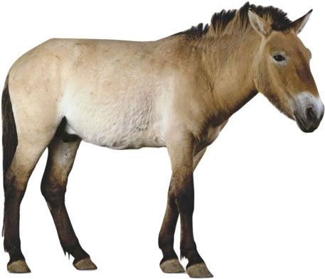 Horses Wallpaper Called Przewalki's Horse - Przewalski's Horse (500x430)