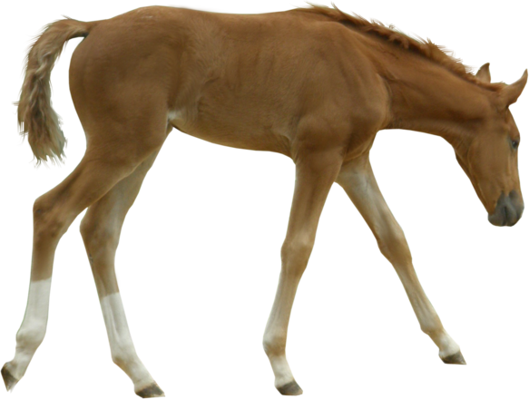 British Horse Breeding Network Foal - Horse Foal Png (583x440)