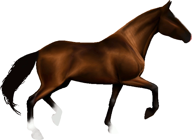 Enlarge - Transparent Animated Horse Gif (700x700)