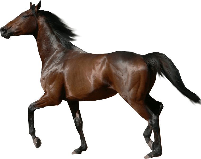 Image03 - Breyer War Horse (760x602)