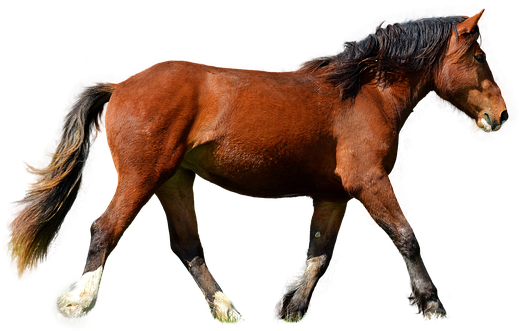 Horse, Isolated, Brown, Animal, Brown Horse, Mane, - Horse (553x340)