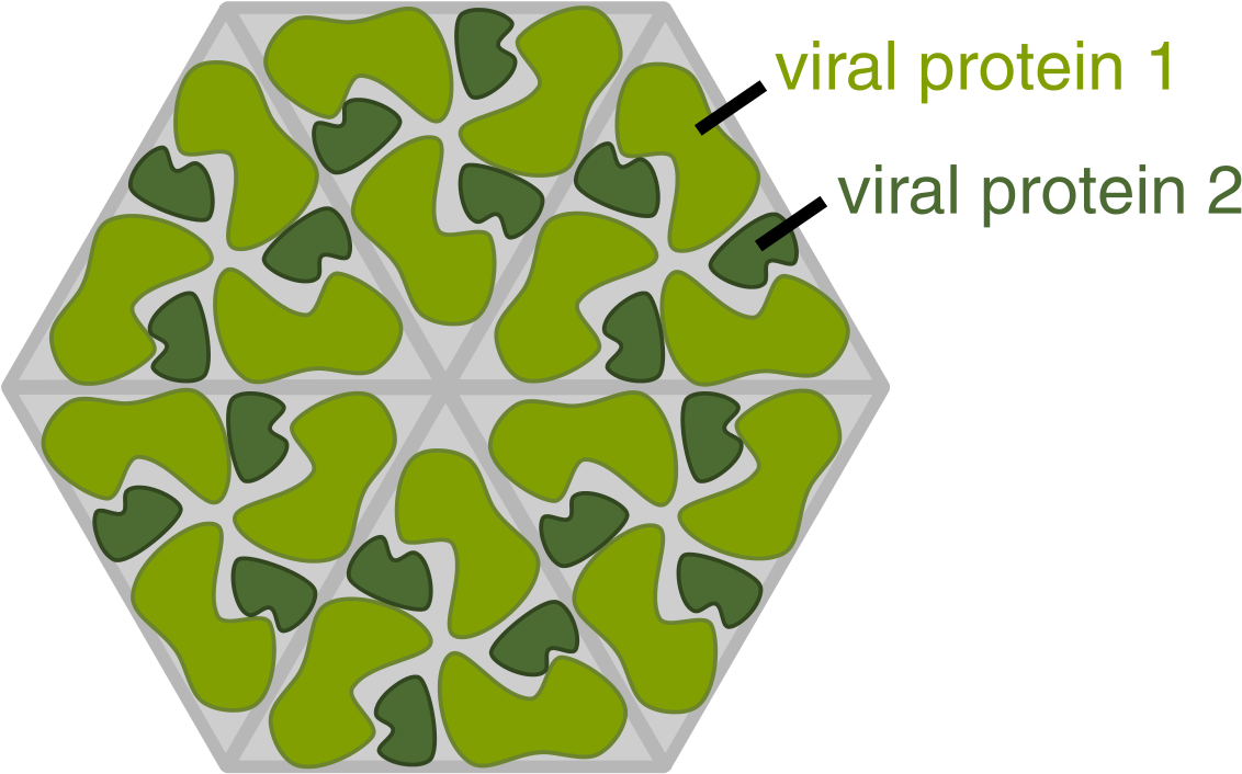 Cấu Trúc Khối Của Virus (1200x793)