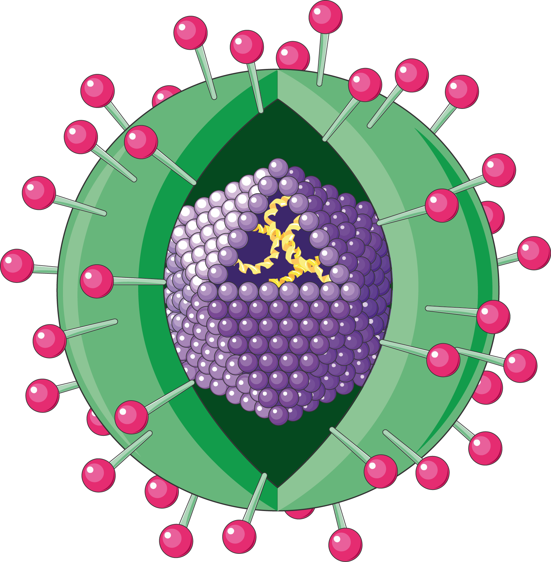 Download The Image - Hepatitis Virus Transparent (1750x1786)