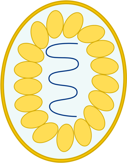 This Image Rendered As Png In Other Widths - Virus Blank Diagram (500x616)