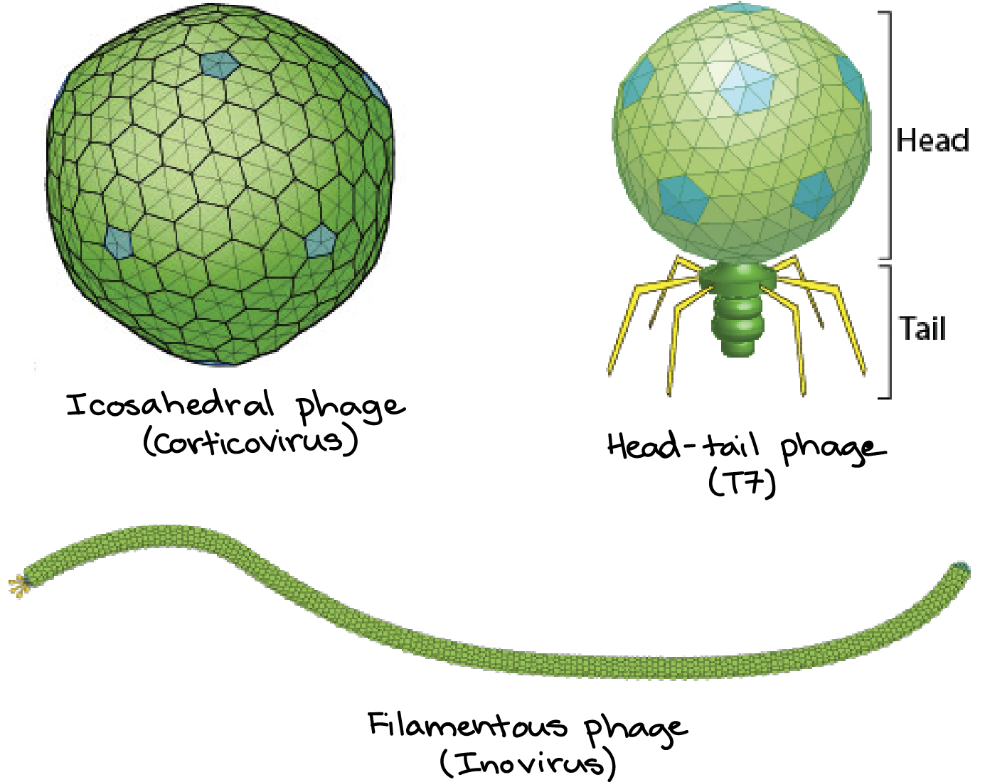 Icosahedral Phage, Head-tail Phage, And Filamentous - Way Are The Bacteriophage And E Coli Alike (1853x1121)
