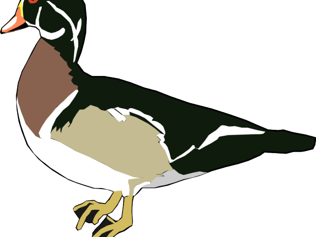 Free Duck Clipart - Duck Free Vector (640x480)