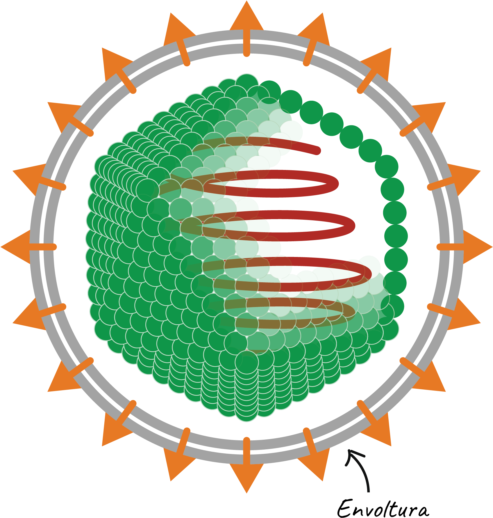 Diagrama De Un Virus Con Envoltura Icosaédrica - Working Symbol (2356x1862)