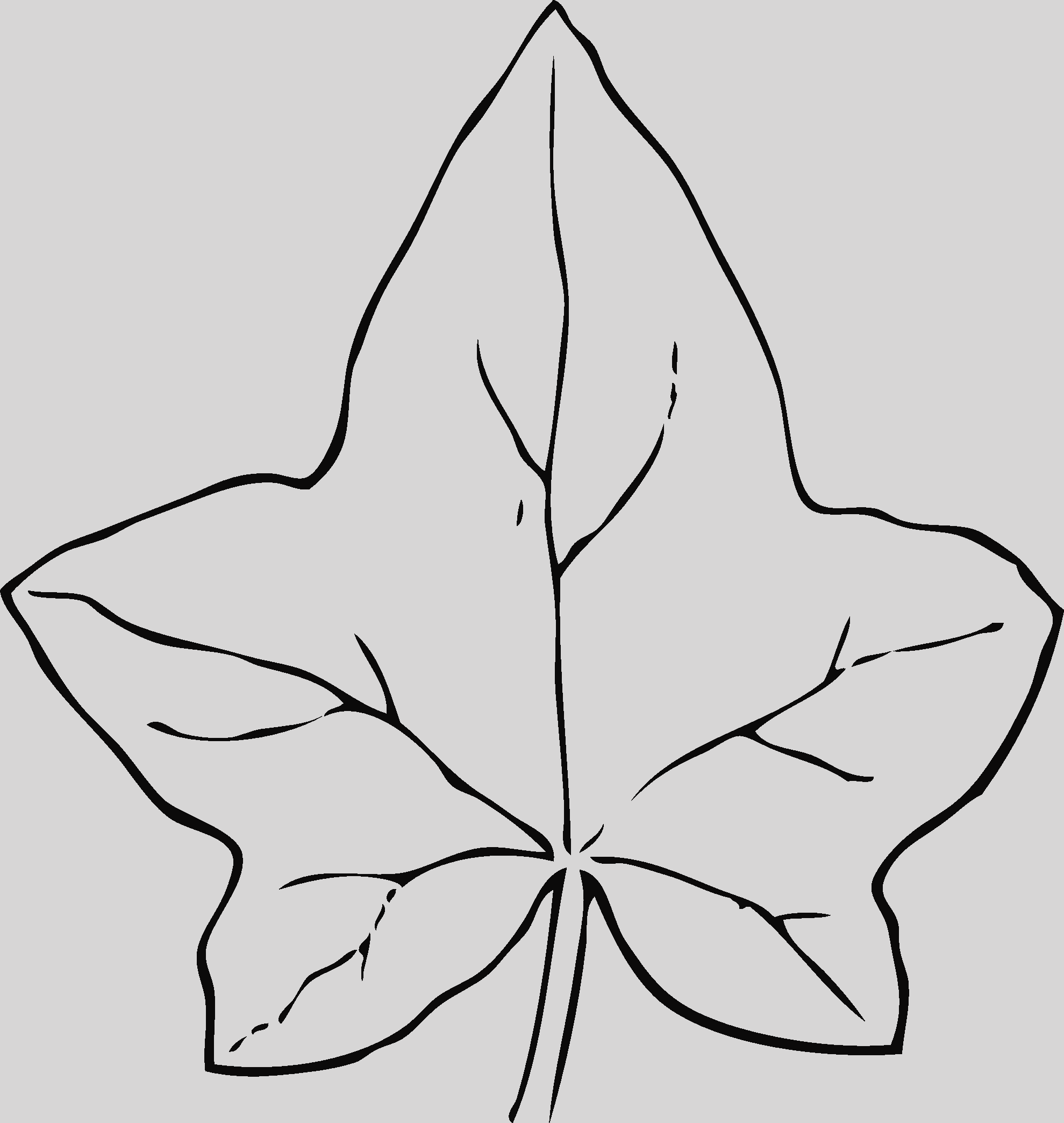 Ivy Leaf Clipart Free (1979x2088)