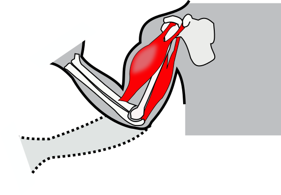 Flexion Illustration 01 - Flexion Png (577x401)