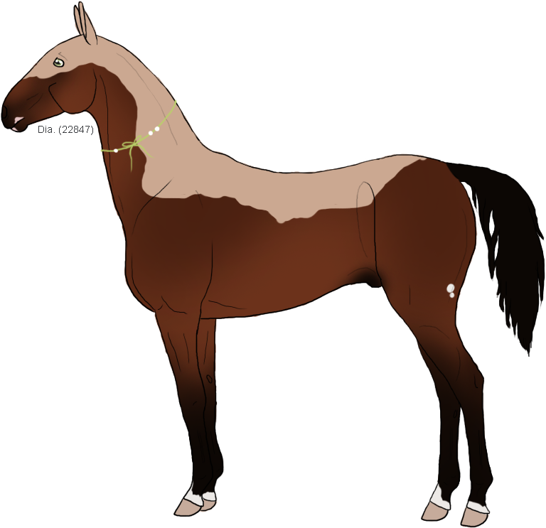 Mare, 4 Years, - Sorrel (800x800)