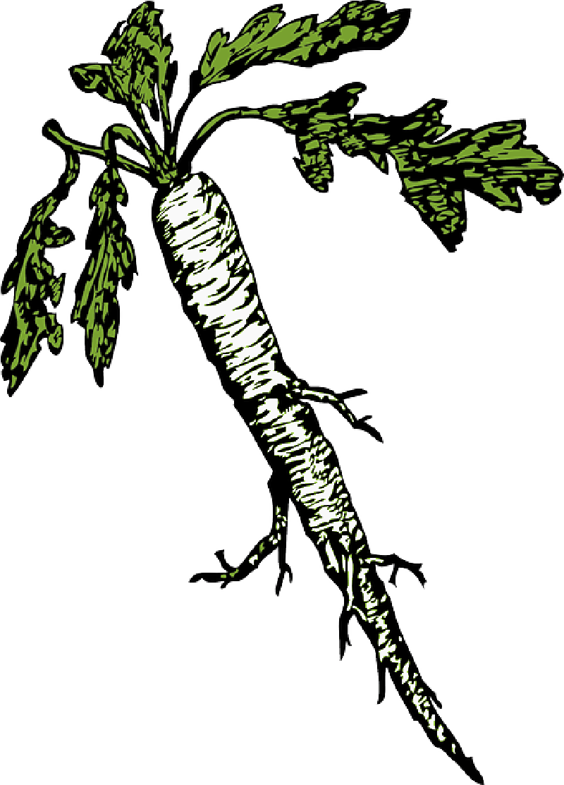 Abstract - Horseradish Clipart (800x1113)