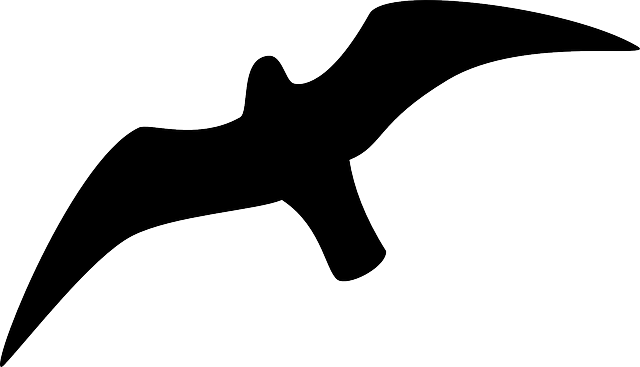 Seagull Gull Bird Soaring Fly Wings Flying - Seagull Outline (640x367)