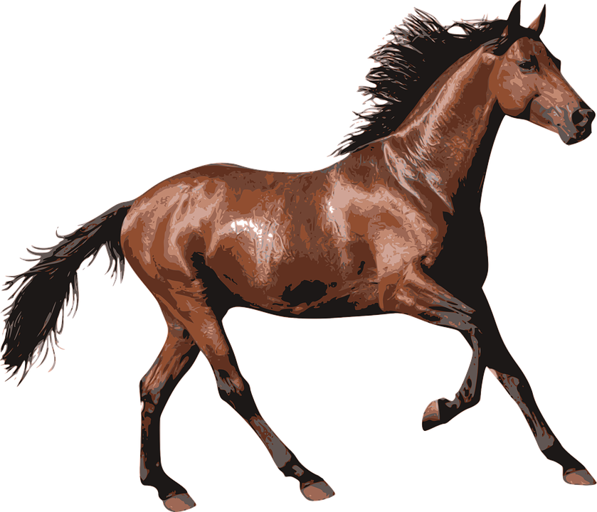 Horse, Race Horse, Animal, Equine, Equestrian, Riding - Horse Transparent (839x720)