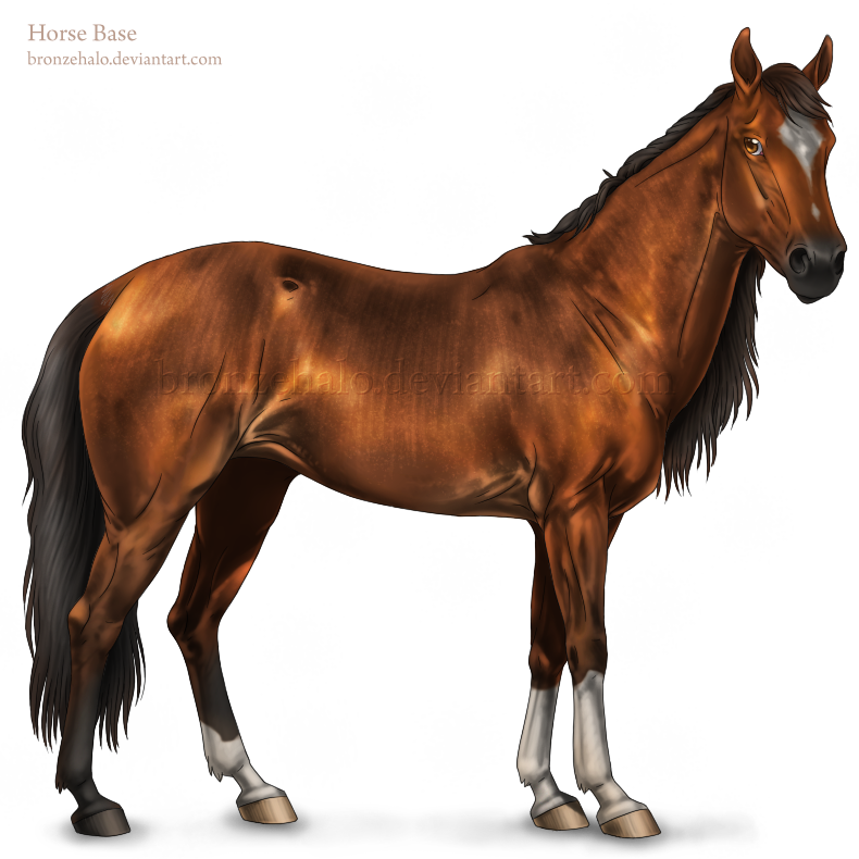 Horse Base By Bronzehalo - Horse Psd (790x790)