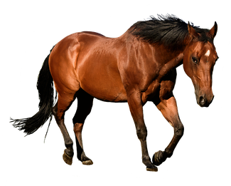 Horse, Cutout, Isolation, Bay, Animal, Equestrian - Digital Art (357x340)