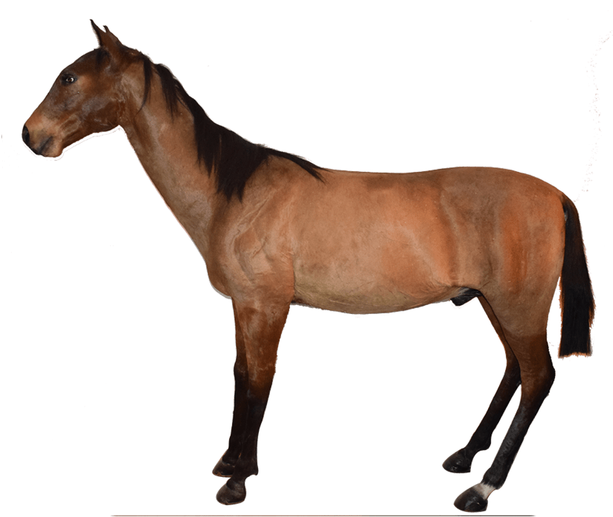 Horse Full Mount Hfm1 - Hest Med Hvit Bakgrunn (1280x960)