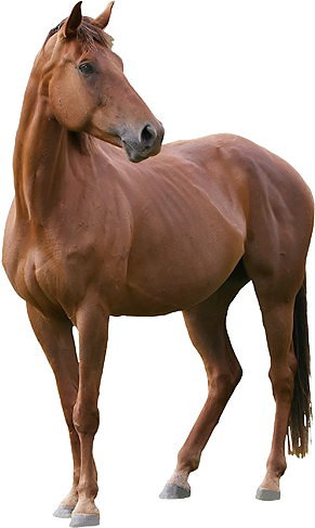 Horse Big Img1 - Horse Png Images Hd (291x487)