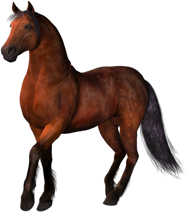 Horse 01 By Darklingstock - Brown Horses Png (900x750)
