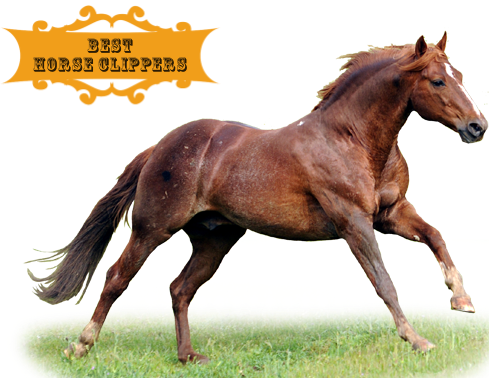 Best Horse Clippers - Chima Brazilian Steakhouse (489x378)