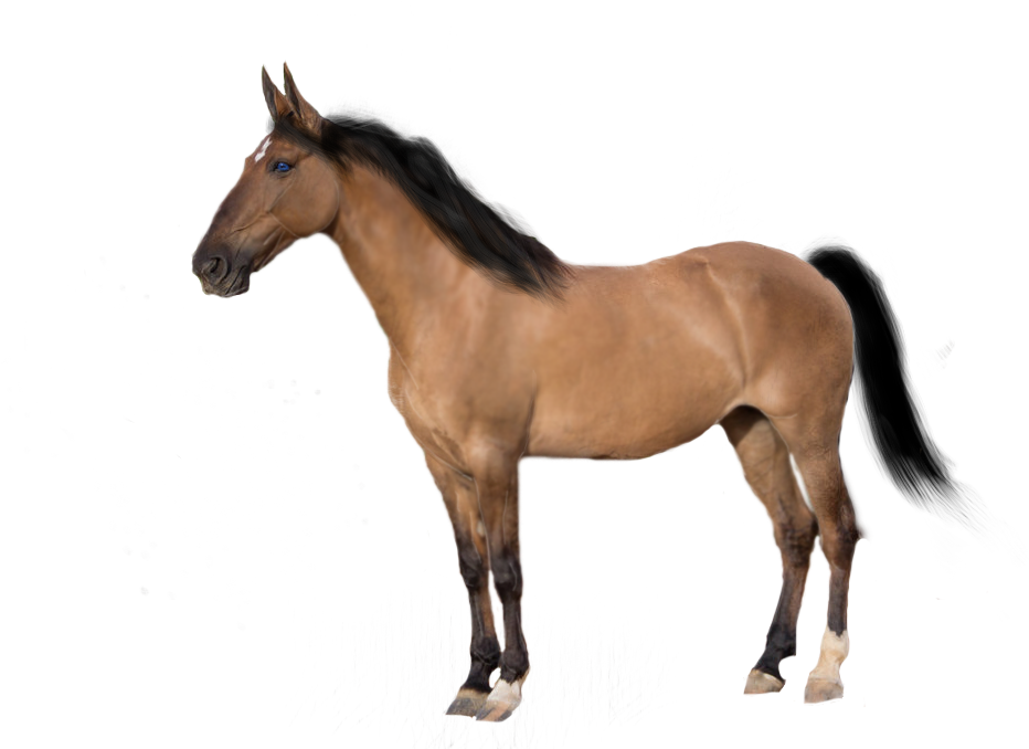 Premade-precut Horse By Kentuckyhorseluv - Arabian Breyer Horses (1024x683)