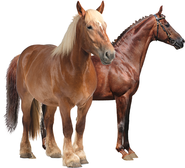 Productanimals Horse Transparent - Transparency (635x637)