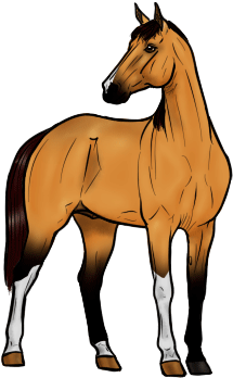 Animated Horse - Horse Animation Transparent (320x420)