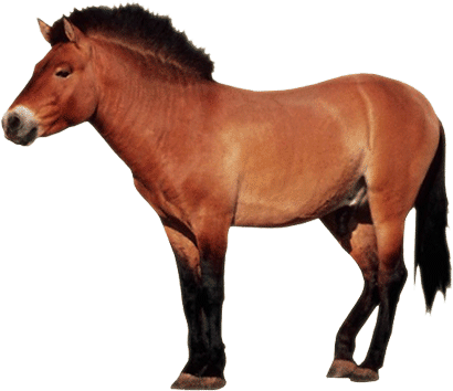 Horse Clipart Animated - Farm Animal No Background (410x354)