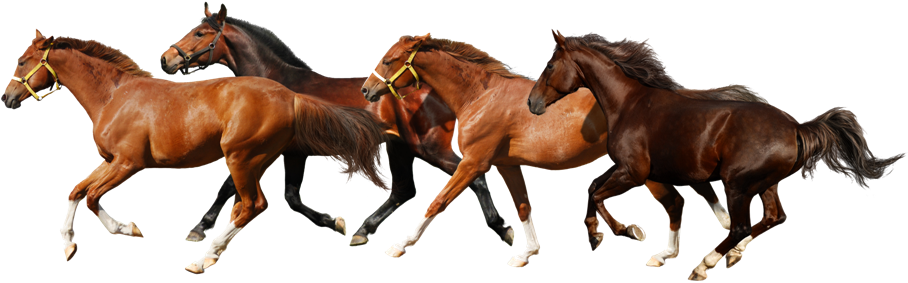 Horse Png - Horses Png Transparent (929x310)