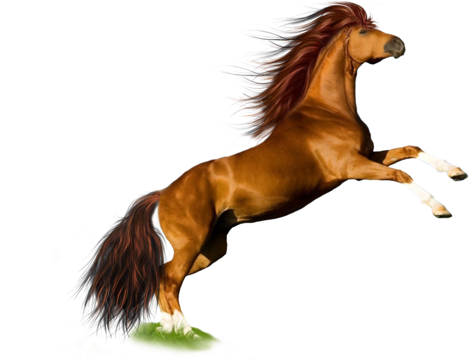 Png Horse 1 By Moonglowlilly - Horse Transparent (1024x746)