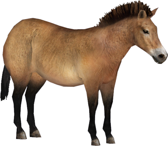 S Wild Horse - Przewalski's Horse (572x499)