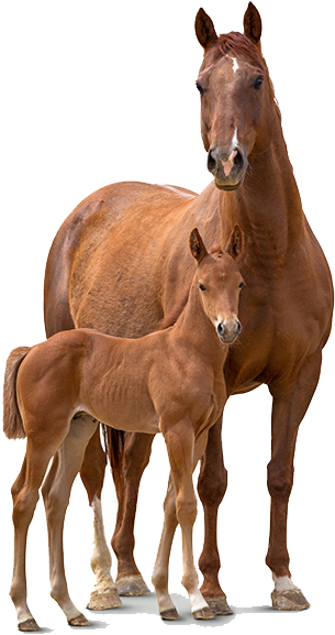 Horse And A Foal - Sorrel (467x624)
