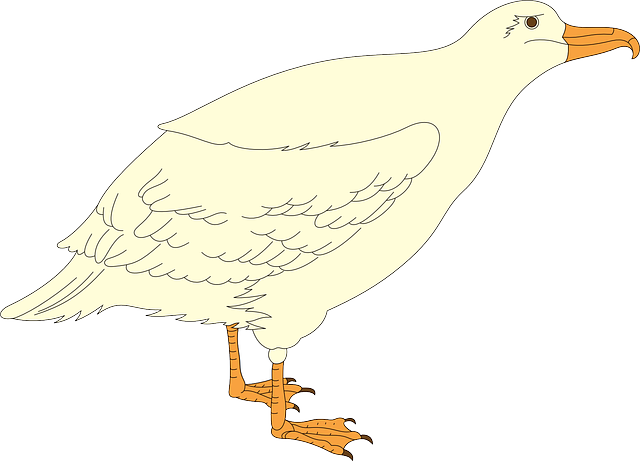 Species Cartoon, Bird, Gull, Wings, Animal, Feathers, - Bird (640x461)