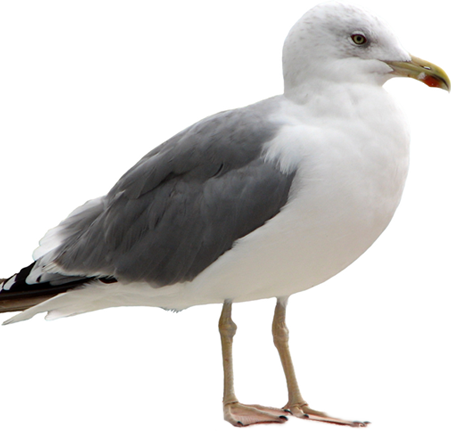 Seagull - Seagull Png (451x431)