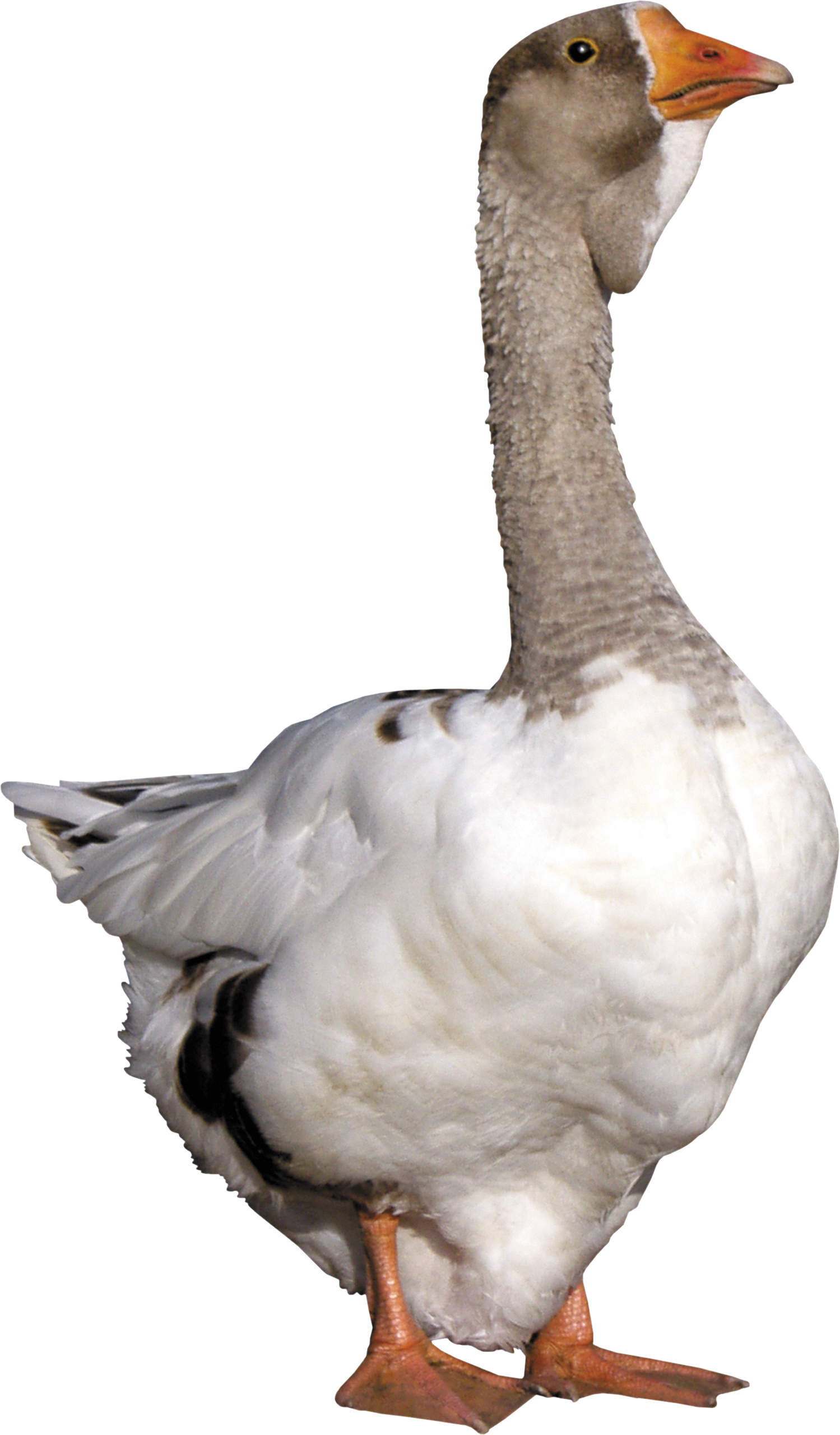 Goose Png - Goose Png (1499x2560)