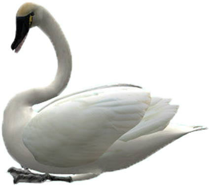 Cygnini Swan Goose Clip Art - Cygnini (500x500)