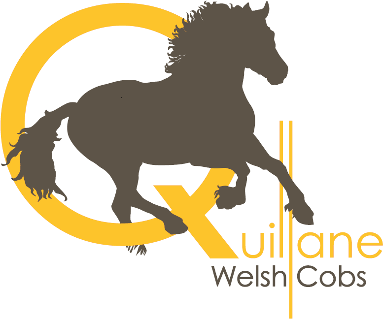 Quillane Welsh Cobs - Welsh Pony And Cob (864x864)