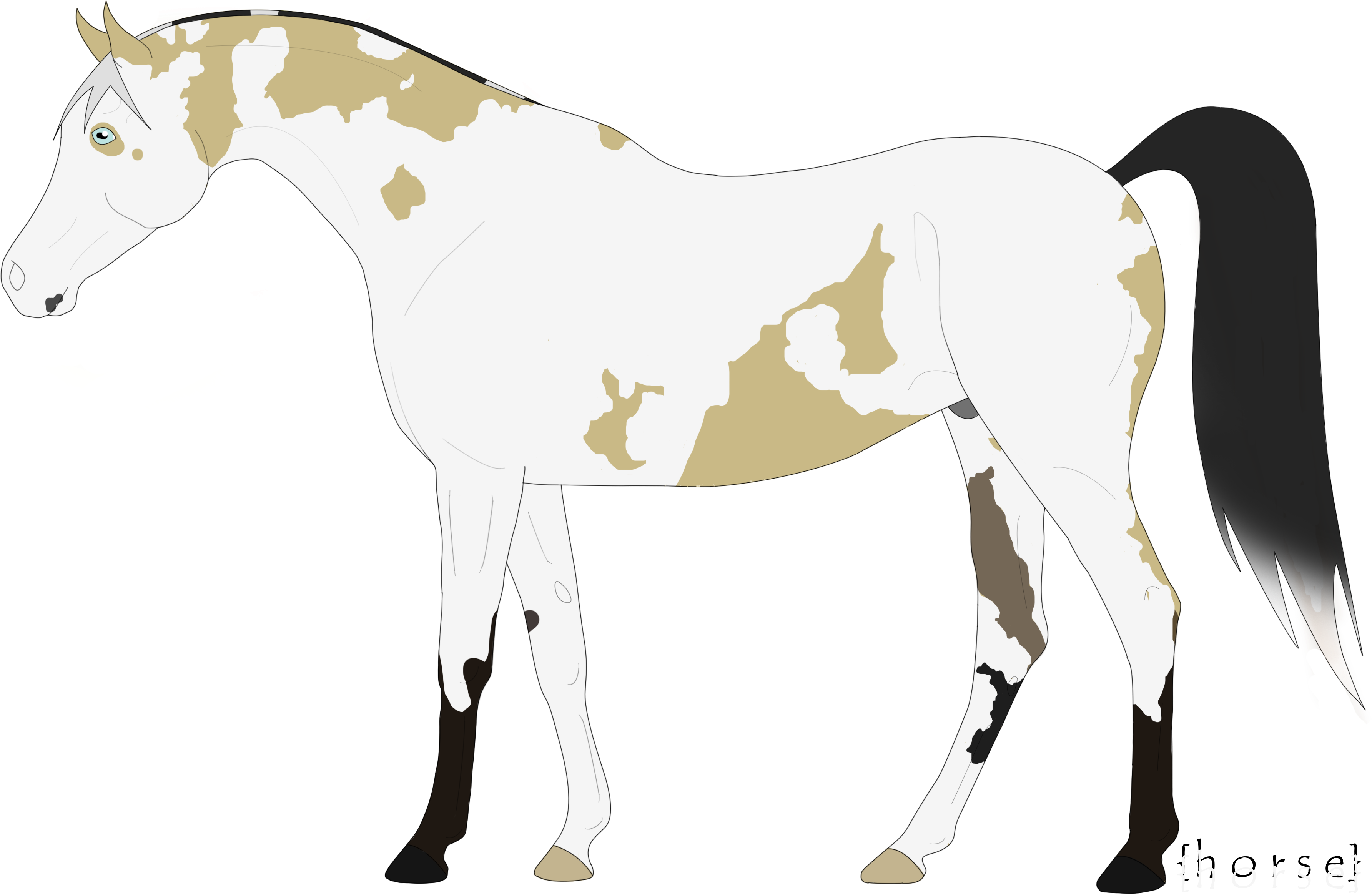 X Thanks For The Opportunity The Song I Used In My - Foal (3782x2995)