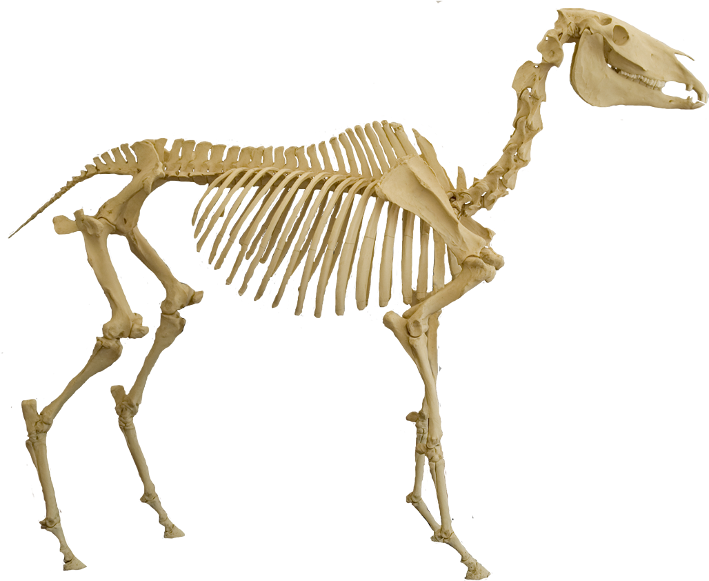 Mod This Bad Boy - Horse Skeleton Png (1046x900)