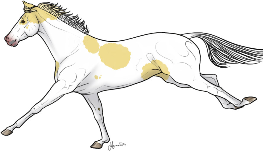 Palomino Tobiano Frame By White Horse - Mane (905x558)