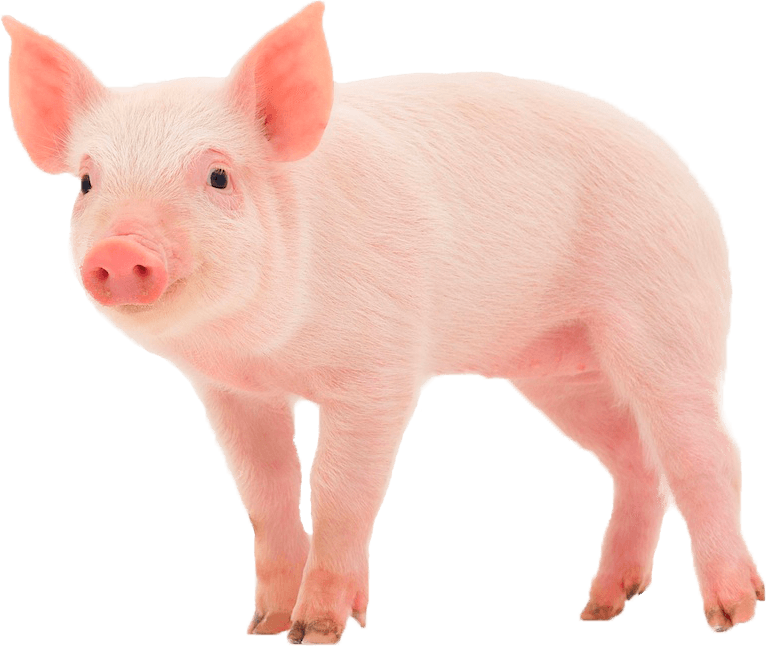 Pig Png Transparent Images - Pig In A Wig (766x646)