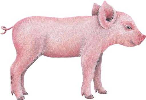 Walls Of The Wild Pig (512x512)