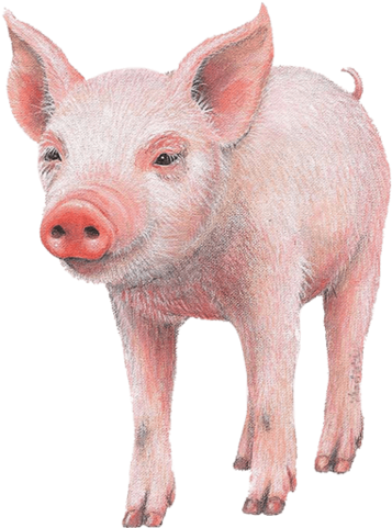 Pig Farm Animal Wall Decal Sticker - Pig Front Wall Decal, Home Decor Decals, (480x480)