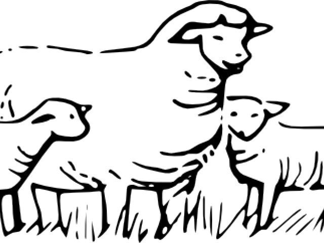 Lamb Clipart Family - Sheep Outline (640x480)